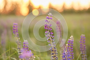 Macro photography lupines flowers. Lupins purple field summer background. Natural wellness closeness to nature. Self