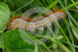 Macro photography of a Malacosoma neustria