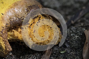 Macro photography of mango fallen to the ground beeing eaten by