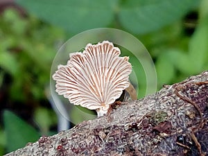 Macro photography mushrooms  nature florest photo