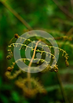 Macro photography in the nature