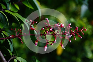 Macro photography in the nature