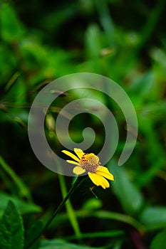 Macro photography in the nature