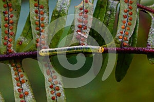 Macro photography in the nature