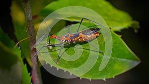 Macro photography of an orange and black milkweed assassin bug Zelus longipes eating a yellow aphid