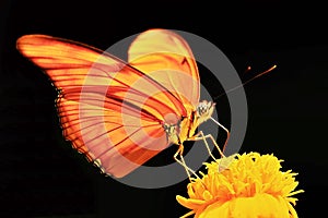 Macro photography of orange butterfly yellow flower black background