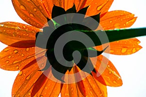 Macro photography of an orange flower photo