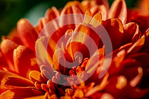 Macro photography - orange flower