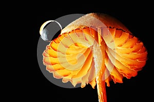 Macro photography orange mushroom water drop black background