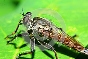 Macro Photography of Orange Robber Fly hunting an insect. Wild nature predator on the green leaf Isolated on green leaf background