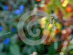 Macro photography of an orchard spider hanging in the center of its web