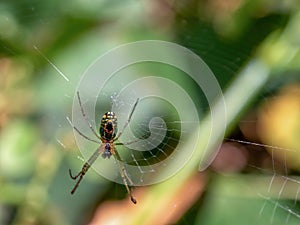 Macro photography of an orchard spider hanging on its web