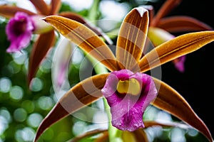 Macro photography of an orchid flower photo