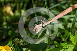 Macro photography of the overblown dandelion, natural background