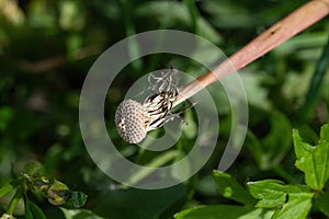 Macro photography of the overblown dandelion, natural background