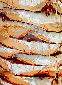 Macro photography of palm trunk