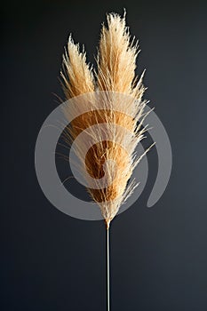 Macro photography of pampas grass plant on black background