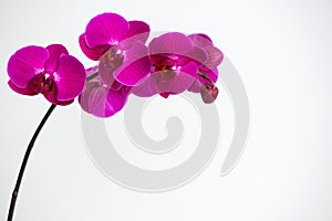 Macro photography of petals of a blooming orchid  phalaenopsis isolated on white background