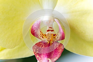 Macro photography of petals of a blooming orchid phalaenopsis isolated on white background