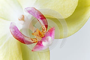 Macro photography of petals of a blooming orchid phalaenopsis isolated on white background