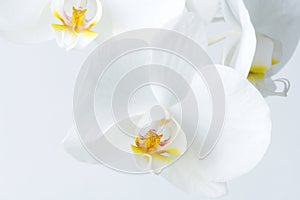 Macro photography of petals of a blooming orchid phalaenopsis isolated on white background