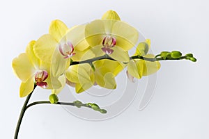 Macro photography of petals of a blooming yellow orchid  phalaenopsis isolated on white background