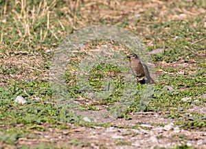 macro photography of a Phoenicurus ochruros