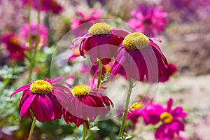 Macro photography. Pink Daisy flower.