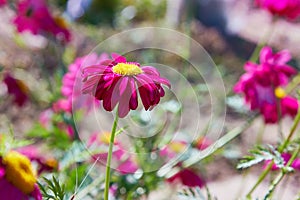 Macro photography. Pink Daisy flower.