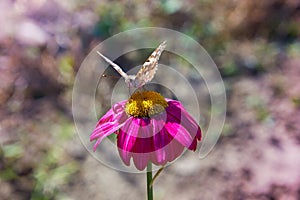 Macro photography. Pink Daisy flower with butterfly on it.