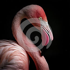 macro photography of a pink flamingo