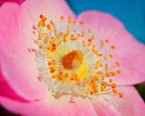 Macro photography of pink flower