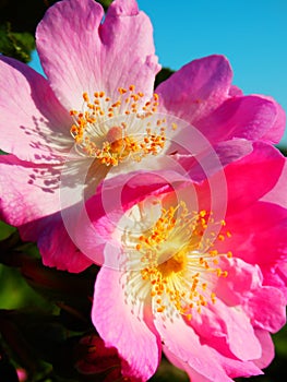 Macro photography of pink flower photo