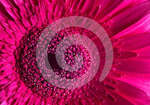Macro photography of pink gerbera flower, fresh nature plant closeup