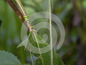 Macro photography of a plant curling tendrils around a leaf