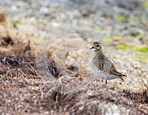 macro photography of a Pluvialis apricaria photo