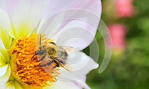 Macro photography of pollinator honey bee drinking nectar from white wild flower and garden background