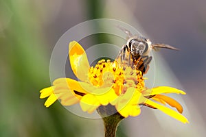 Macro photography of pollinator honey bee drinking nectar from yellow wild flower