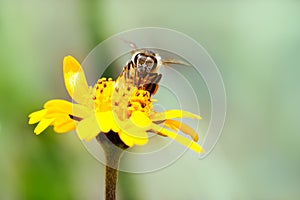 Macro photography of pollinator honey bee drinking nectar from yellow wild flower with proboscis extending into the flower photo