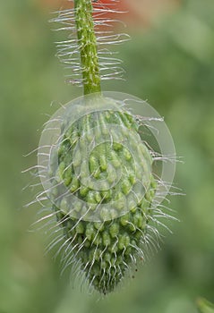 Macro photography with poppy bud.