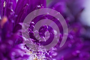Macro photography of purple Aster flower petals photo