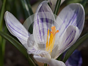 Macro photography of purple crocus