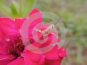 The macro photography of a purple flower and hopper with a blurred background