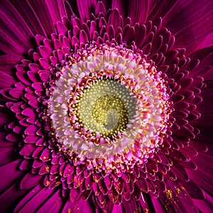 Macro photography of purple gerbera flower, fresh nature plant close-up