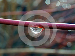 Macro photography of raindrop on branch