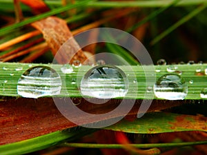 Macro photography of raindrops on grass