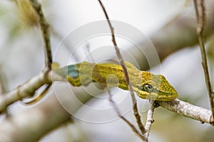 Macro photography of a rare flat Andes anole hunting on an alder twig