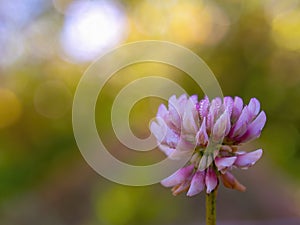 Macro photography of a red clover flower with some dew drops on it