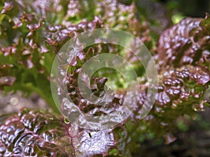 Macro photography of red looseleaf lettuce leaves photo