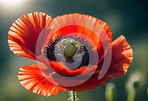 a macro photography of red poppy with the sun beams on the petals on bokeh field background